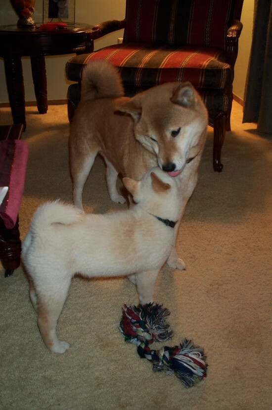 波兰队赛制解读:团体赛制中的战略选择与战术执行,波兰球队如何